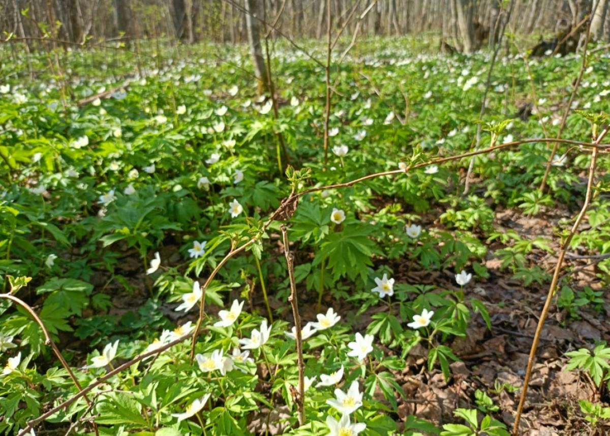 Свежее фото из леса в Поддорском округе. Автор Любовь Васильева