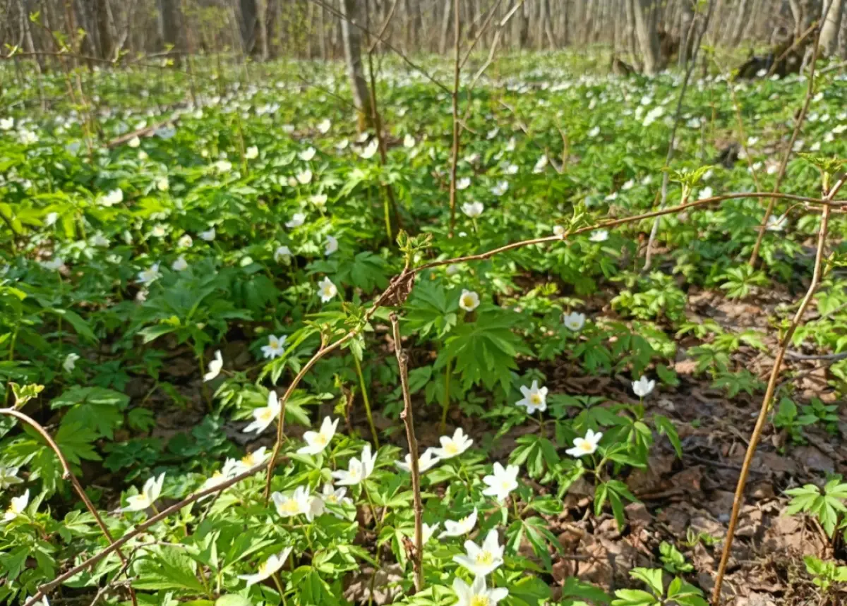 Игорь Неофитов объяснил, почему поисковики не рады ранней весне