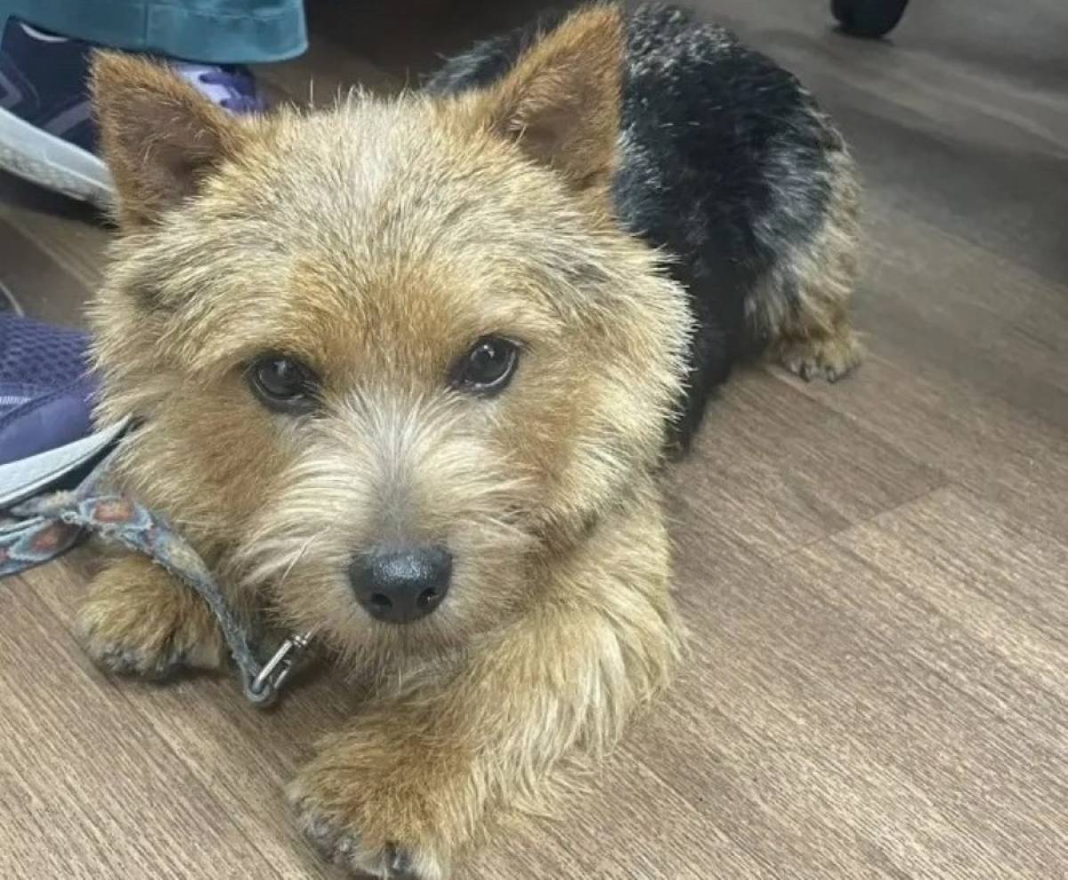 В этом году 12 новгородских собак и кошек отправились в заграничные путешествия