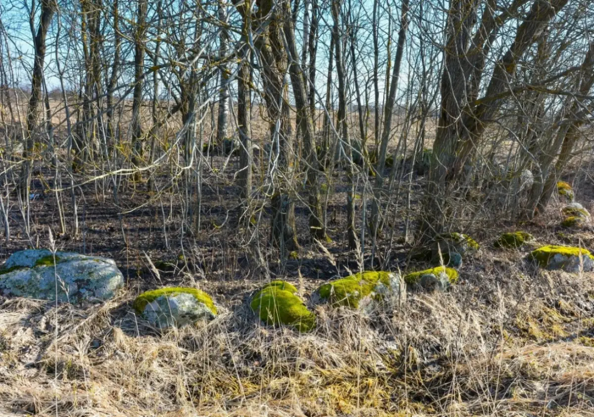 Территорию загадочного древнего Коломовского круга благоустроят в этом году
