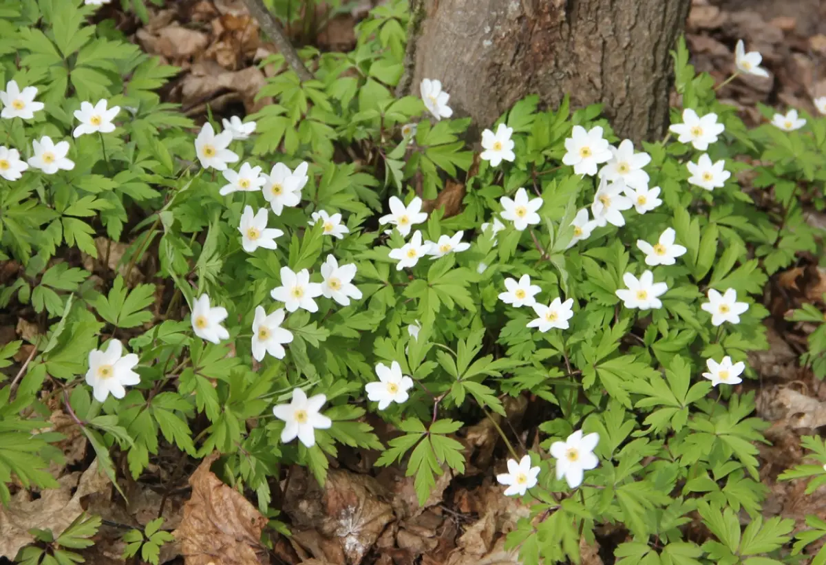 Синоптики обещают жителям Новгородской области крепкий ветер