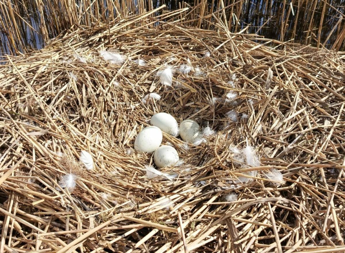 Дмитрий Графов открыл тайну исчезновения новгородского лебедя