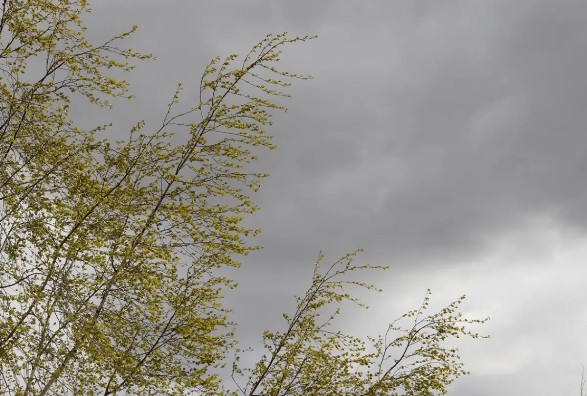 Шквалистый ветер привёл к отключениям электроэнергии на Новгородчине