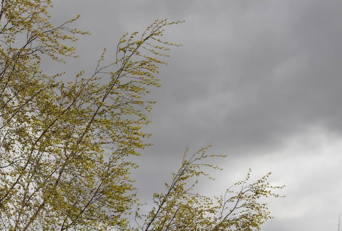 Штормовой ветер и мокрый снег предрекают Новгородчине синоптики