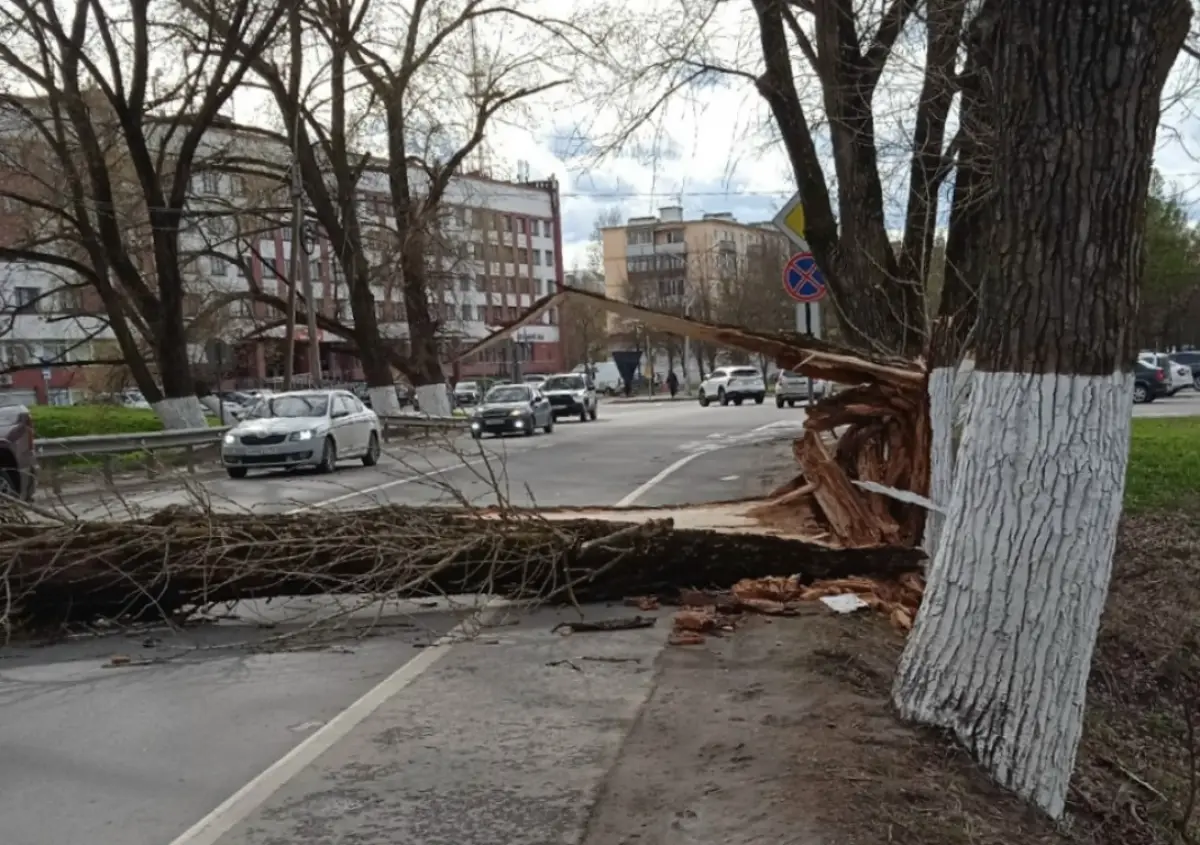 Фотофакт: упавшее из-за ветра дерево перегородило въезд в Великий Новгород