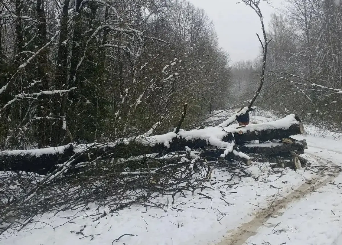 Более 1100 деревьев убрали за два дня с дорог в Новгородской области