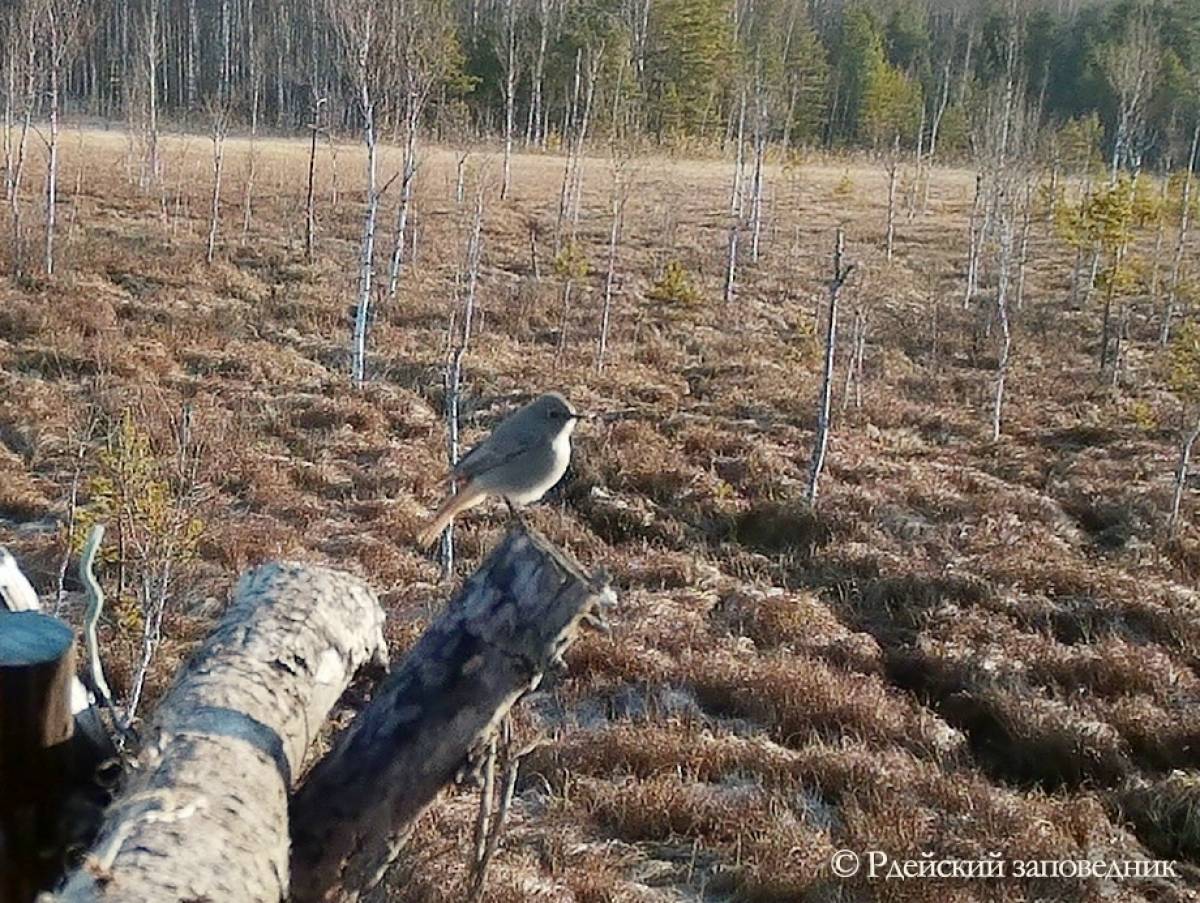 Длинный список птиц Рдейского заповедника пополнила горихвостка-чернушка