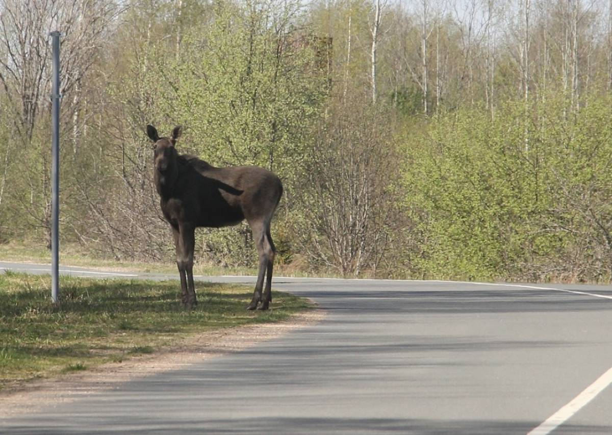 На Новгородчине началось время миграционной активности лосей
