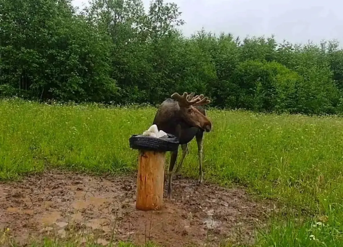 В новгородских лесах стало больше лосей, косуль и медведей