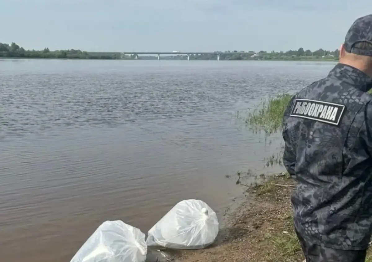 Новгородские дорожники восстанавливают популяцию щуки