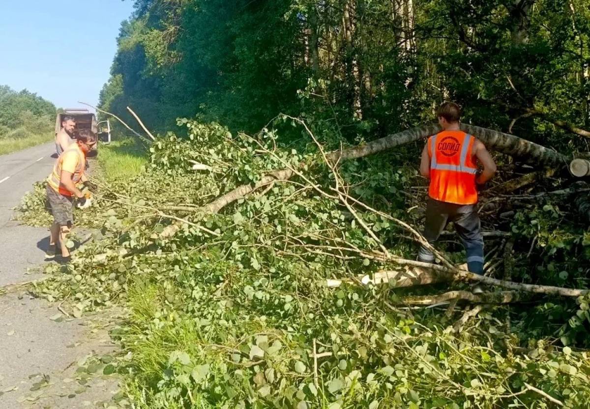 280 аварийных деревьев убрали за выходные с новгородских дорог
