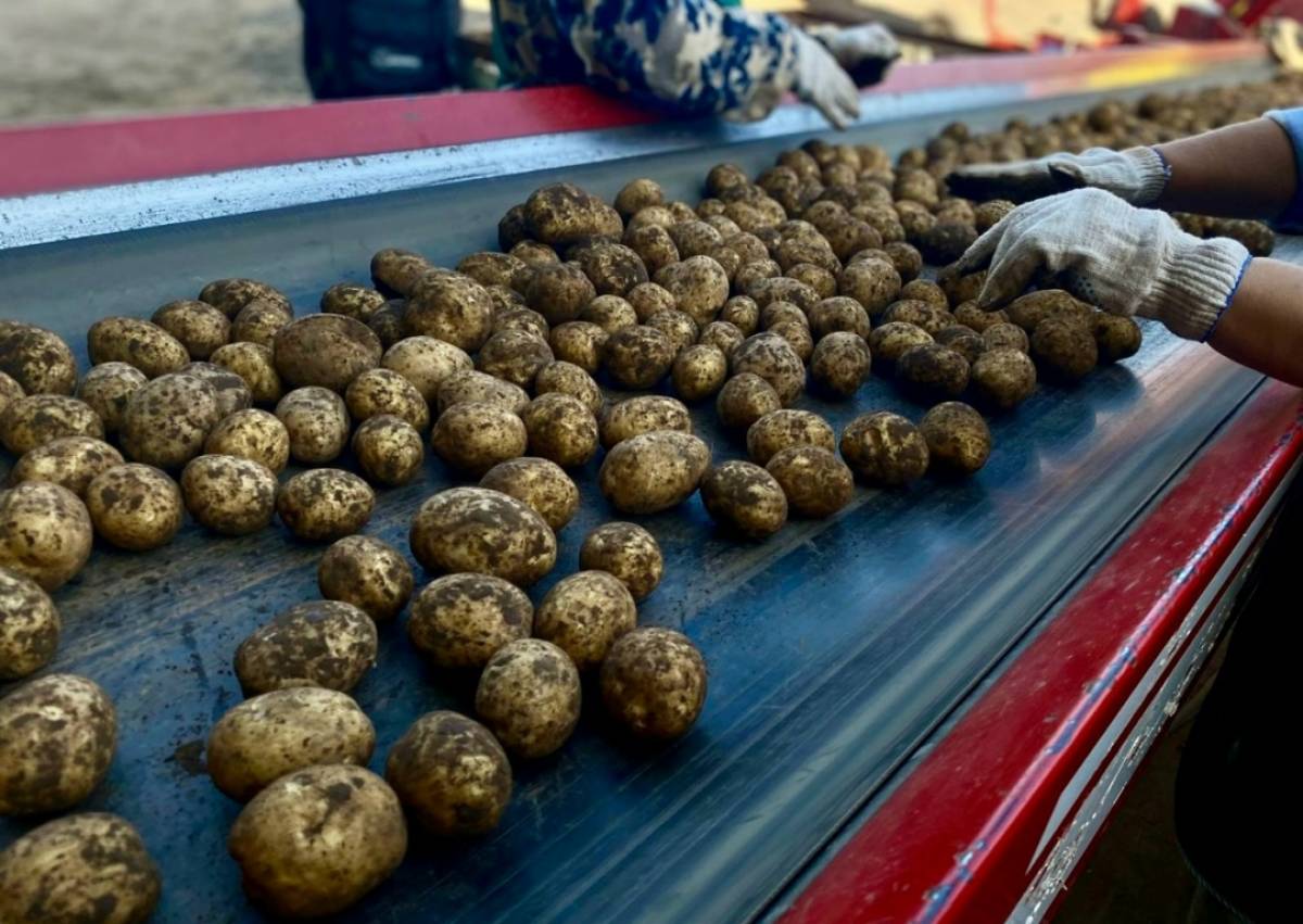 Фото из архива минсельхоза Новгородской области