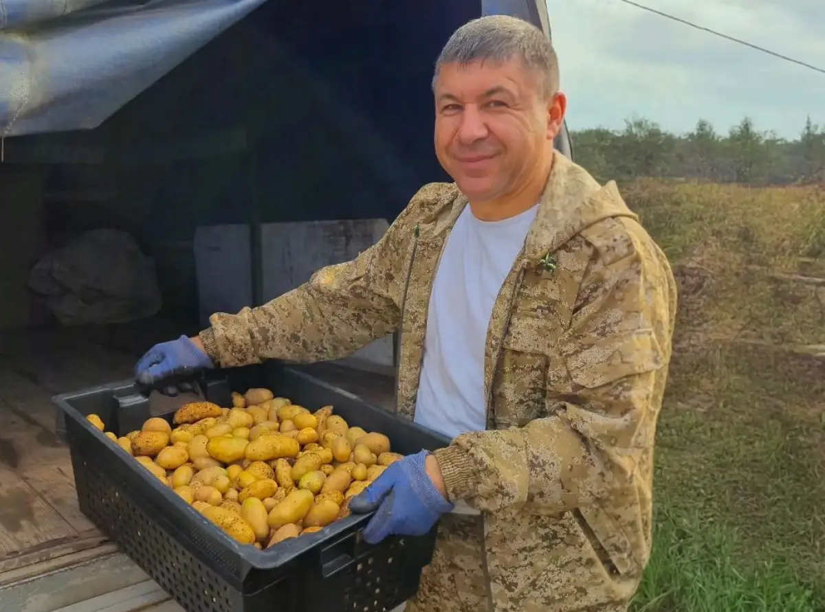 В Новгородской области началась уборка миниклубней картофеля «из пробирки»