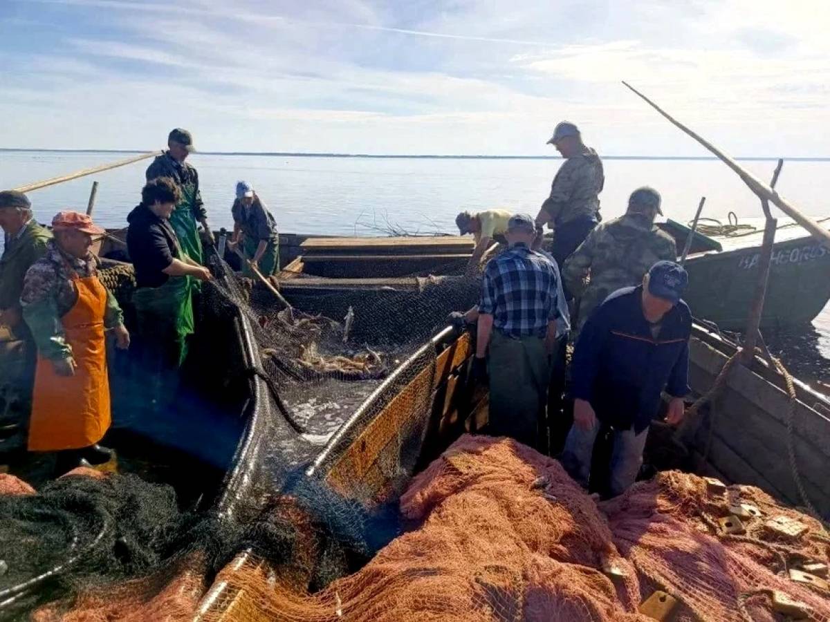Акция «Доступная рыба» охватит три округа Новгородской области