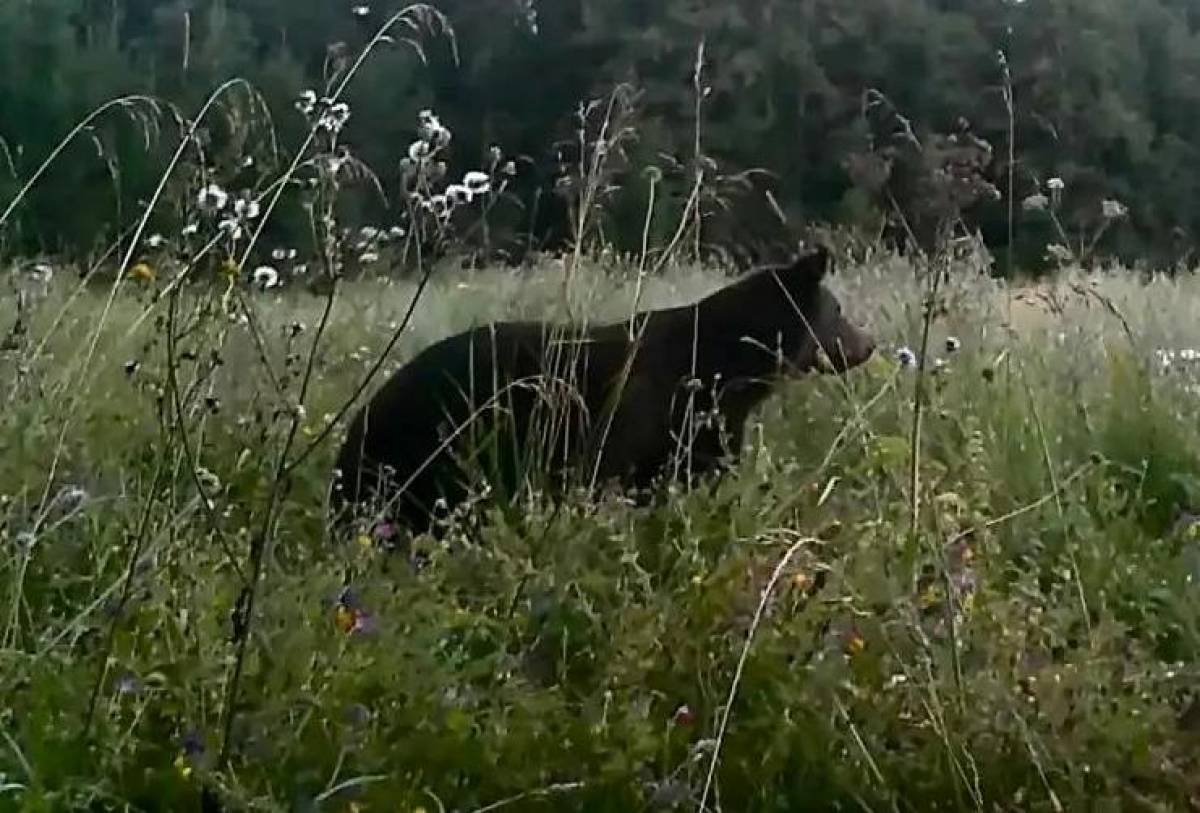 В Валдайском национальном парке напомнили: медведь — не Винни-Пух из мультика