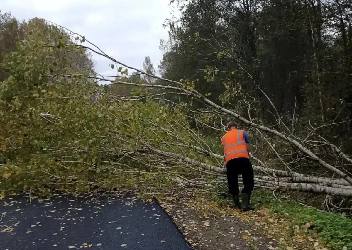 Поваленные ветром деревья убрали с дорог Новгородской области