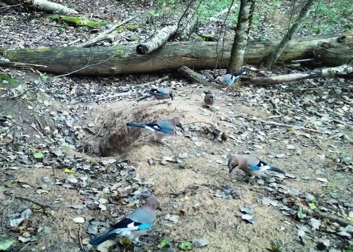 Барсучий городок в Рдейском заповеднике навестила стайка соек