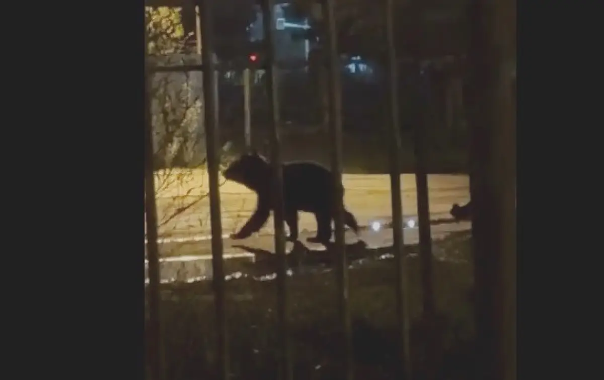 Охотники ищут медведя, который наведывается в Великий Новгород