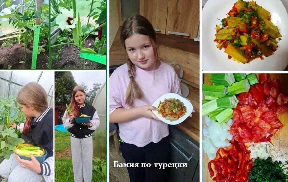 Окуловская школьница вырастила на агроконкурсе экзотическую бамию