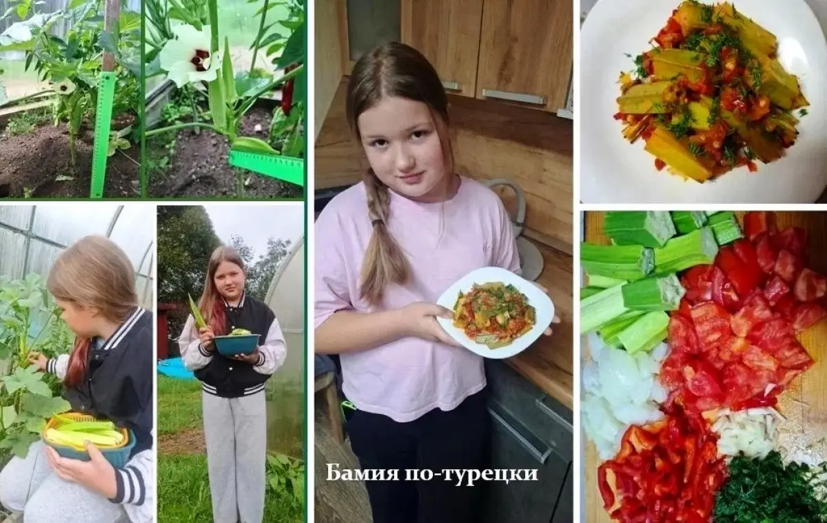 Окуловская школьница вырастила на агроконкурсе экзотическую бамию