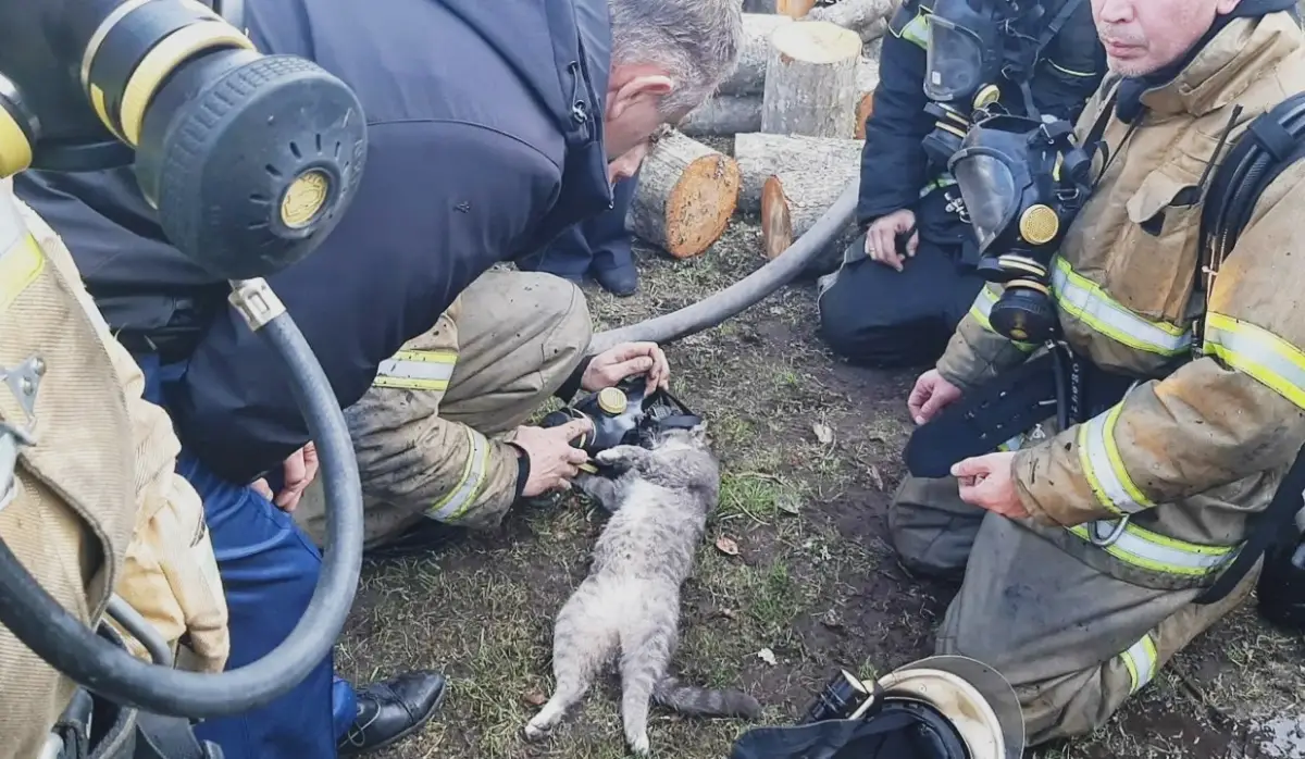Кошку из Кленового переулка спасли пестовские пожарные