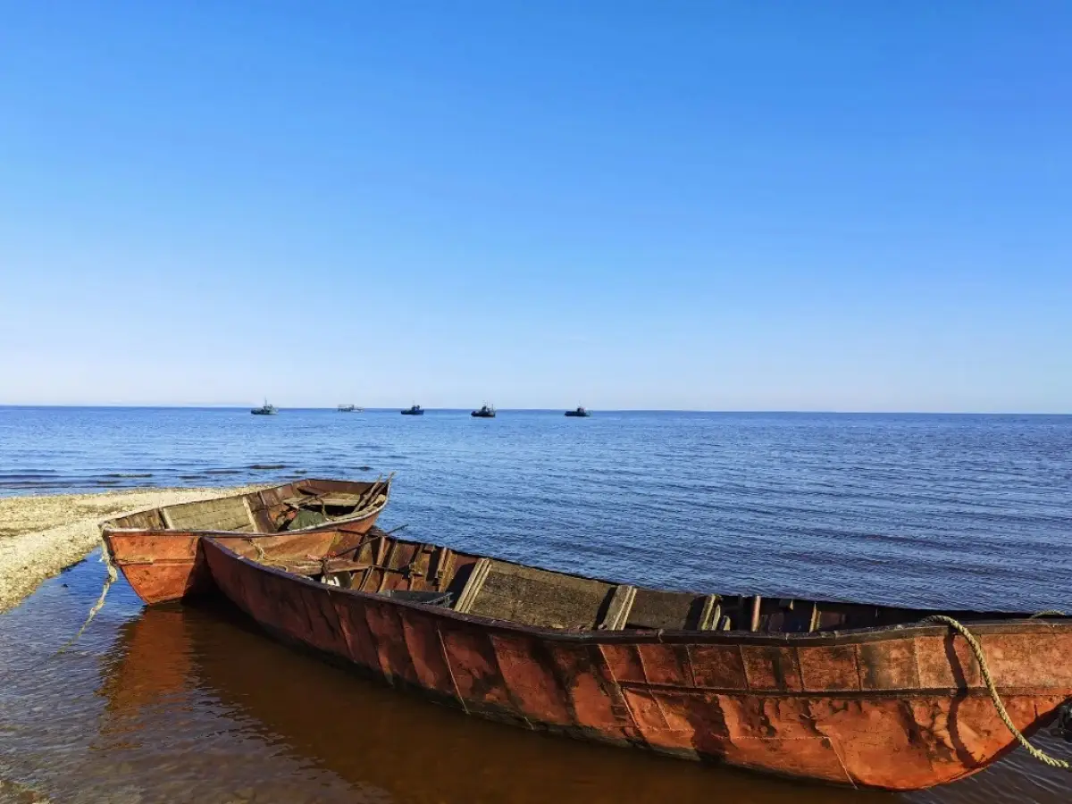 В последний день осени на Новгородчине пройдёт акция «Доступная рыба»